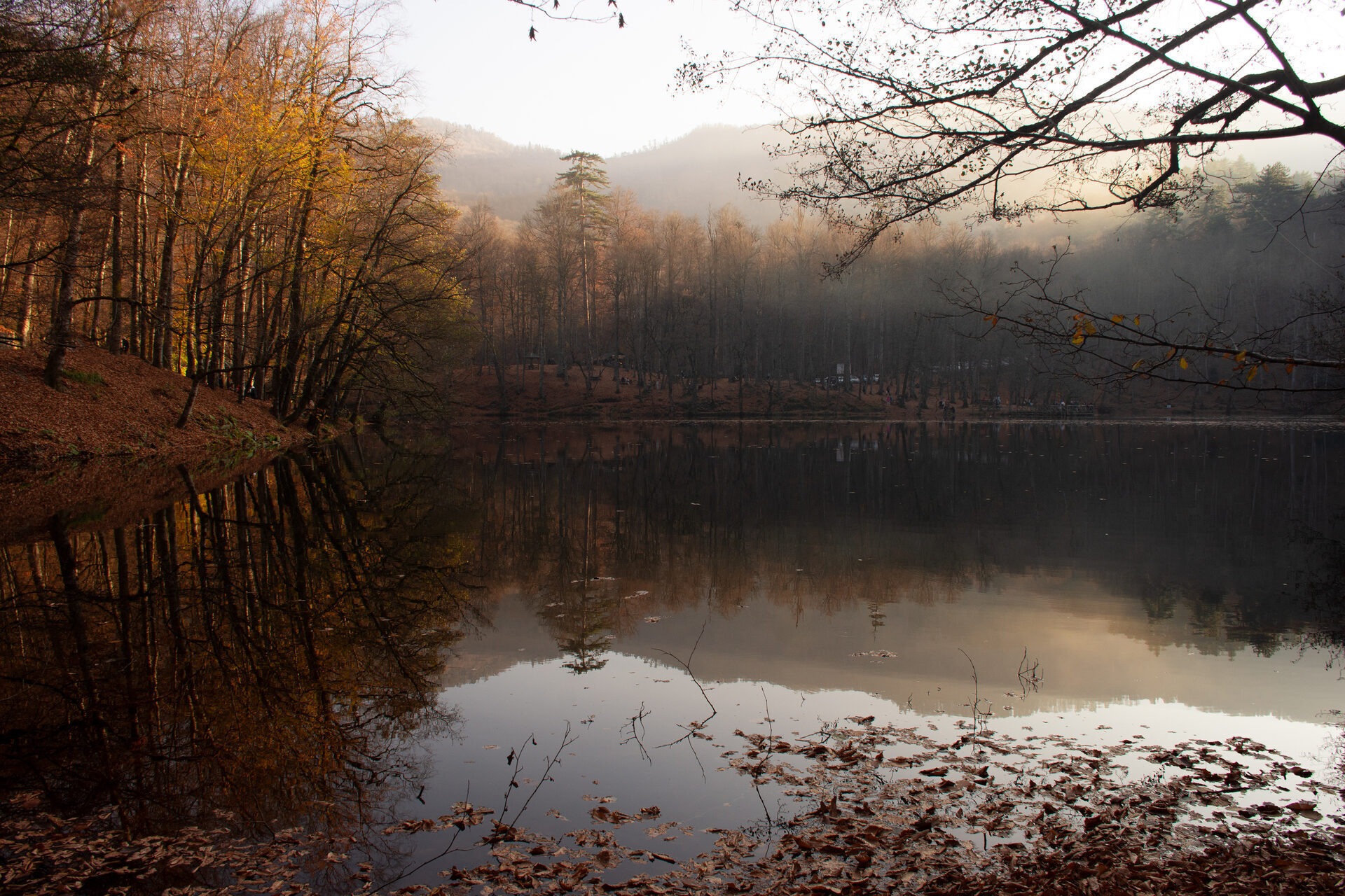 Nature (1)